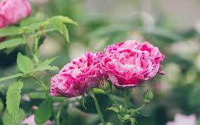 Scattered about the boat, in dreamy and reposeful attitudes, lay five fellows, the man who was steering having a particularly restful appearance. The Basics Of Growing Roses