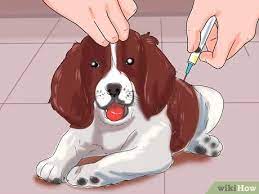 3 Ways To Prevent Parvovirus In Dogs - Wikihow Pet