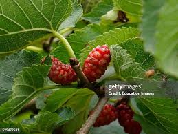 Image result for Moraceae