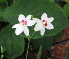 Image result for Freesia laxa