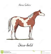 skew bald horse color chart on white equine coat colors