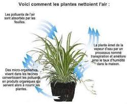 6 Plantes A Faire Pousser Dans Votre Chambre Pour Ameliorer Votre Sante Plante Plantes Depolluantes Cadre Vegetal