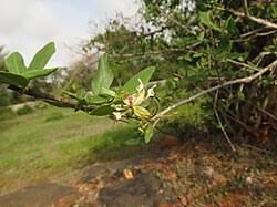 Image result for Cadaba