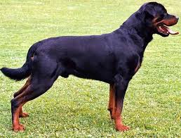 Alimentazione cucciolo di pastore tedesco. Corretta Alimentazione Cucciolo Rottweiler