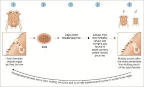 Image result for Sarcoptes scabiei life cycle