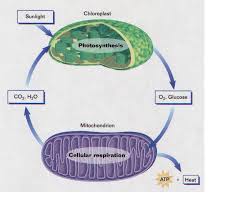 Check spelling or type a new query. Photosynthesis And Cellular Respiration Screen 8 On Flowvella Presentation Software For Mac Ipad And Iphone