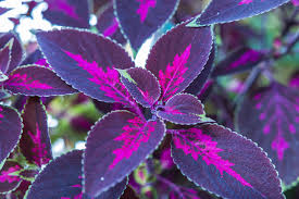 Image result for Strobilanthes