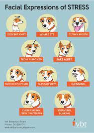 How To Prevent Dog Bites By Knowing The Signs Of Stress