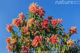 Image result for Triplaris americana