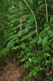 Image result for Asplenium blastophorum