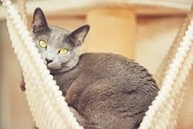 So, fortunately for allergic people, they share some of the characteristics of the siamese. Are Russian Blue Cats Good For Allergies Tips And Considerations Faqcats Com