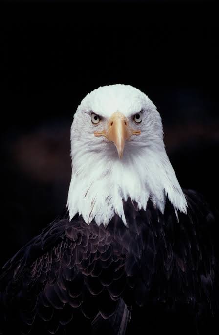 Don't Mess with the Birds! | The New Yorker