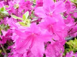 Rhododendron Blue Danube Evergreen Japanese Azaleas Rhododendron Plant Rhododendron Ericaceous Plants