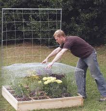 We did not find results for: Chicken Wire Garden Cage To Keep The Chickens Out Of My Veggie Garden Veggie Garden Chicken Garden Raised Veggie Gardens