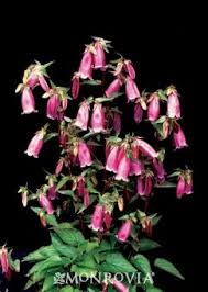 Bowl Of Cherries Bellflower Perennial With Hanging Dark Cherry Fragrant Flowers Zones 4 9 Full Sun 5 15 Tall With Images Hummingbird Plants Flowers Perennials Plants