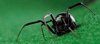 In these species, which include the black widow and redback, the large females will often devour the smaller males during sex—hence the widow in their names. 10 Interesting Facts About Black Widow Spiders Learnodo Newtonic
