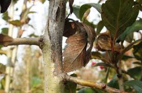 Бактериальный ожог груши лечение антибиотиками и другими препаратами устойчивые сорта и обработка листьев средствами - 19 фото