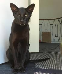 Mingus The Panther Janet Carr Cats Cat Family Funny Cat Pictures