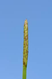 Image result for Eleocharis acutangula