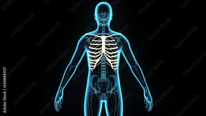 In this video we discuss the structure of the rib cage or thoracic cage. 3d Illustration Human Body Ribs Cage Of A Human Body Parts Stock Photo Adobe Stock
