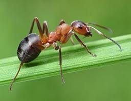 With more than 40 years in the business, our pest control company has served thousands of clients in the area. Pest Control Company Serving Greater Sacramento Area