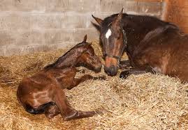Dispose of the bag and check other bags in storage. Normal Mare And Newborn Foal Behavior The Horse