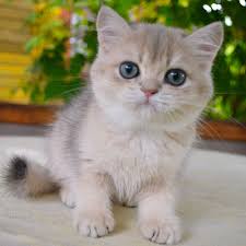 We are breeding beautiful, high quality golden british shorthair kittens. Fenickha British Shorthair Kittens British Shorthair Cats Cats
