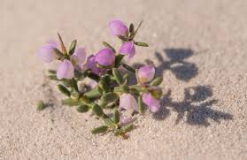 Image result for Muraltia