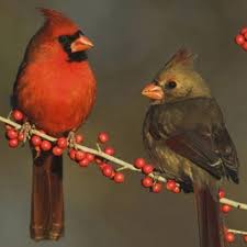 Brown Birds That Look Like Cardinals Cardinals This Make Me Think Of My Dad And Mom Birds Cardinal Birds Nature Birds