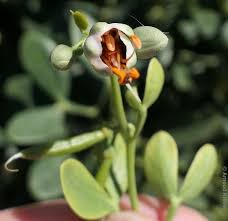 Image result for Zygophlebia