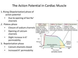 Effect Of Potassium Channel Blockers On Action Potential Shape. A, 4-Ap...  | Download Scientific Diagram