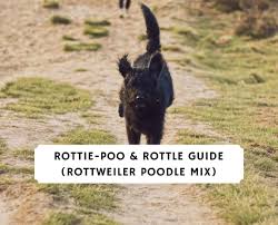 A Rottie Poo Also Known As The Rottle Rottiepoo Or Rottweiler Poodle Mix Is A Dog Breed That Is A Mix Between The Rottweiler A In 2020 Poodle Mix Rottie Rottweiler