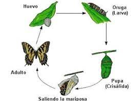 Metamorfosis De La Mariposa Y Sus Etapas Resumen Corto