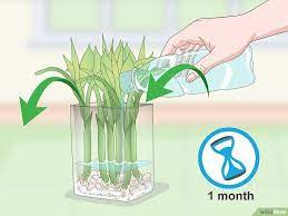 How To Propagate Lucky Bamboo 14 Steps With Pictures Lucky Bamboo Lucky Bamboo Plants Bamboo Plant Care