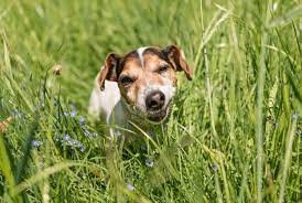 Why Do Dogs Eat Grass Mental Floss