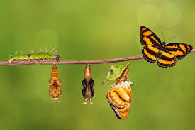 According to thebutterflysite.com, this plant is a favorite food source of butterflies. What Do Butterflies Eat It S Not Just What You Think