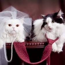 New The 10 Best Home Decor With Pictures Ne Yakismissiniz Siz Birbirinize Gelin Kedi Senin Adin Anis Damat Kedi Senin Ismins Cat Women Kedi Kedi Kopek