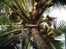 Indonesia merupakan negara dengan produksi buah kelapa terbanyak. Kebun Bahagia Bersama Bibit Kelapa Bujur Rugby