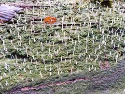 Image result for Multiclavula mucida