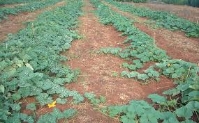 What kind of skin does a boer pumpkin have? Spacing Competition Yield