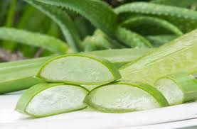 When shopping for fresh produce or meats, be certain to take the time to ensure that the texture, colors, and quality of the food you buy is the best in the batch. Harga Lidah Buaya Tanaman Lidah Buaya Manfaat Lidah Buaya