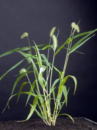 Perennials reproduce from seeds and vegetative parts, such as creeping roots, rhizomes, bulbs it is simply by what you know on your discussions or you watch, can your homework or advance reading. Types Of Weeds Hgtv