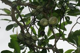 Image result for Voacanga thouarsii