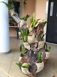 image article page 693835886321856374 skillofking com kamerplanten tuin werken planten