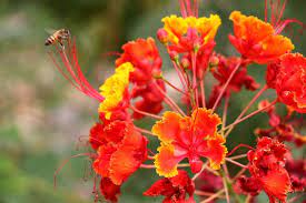Desert Flower Names Orange Desert Flower And A Bee Arizona Desert Flowers Pinterest Paradise Plant Desert Flowers Birds Of Paradise Plant