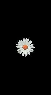 Black And White Daisy Wallpaper Black And White In 2020 Black Wallpaper Daisy Wallpaper Black Aesthetic Wallpaper