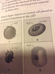 A hypertonic solution has more osmotic pressure (fewer water molecules) than the adjacent solution or cellular contents. Topic 2 The Cell Quiz Flashcards Quizlet