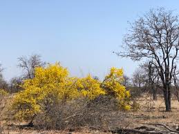 Image result for Rhigozum zambesiacum