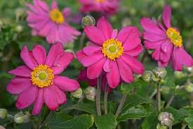 Image result for Aneilema nicholsonii