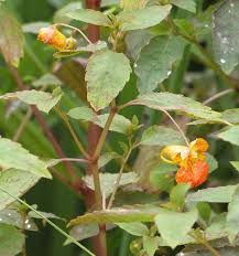 Image result for Balsaminaceae